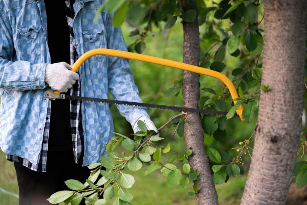male gardener in checkered shirt cuts the tree branch with a yellow saw