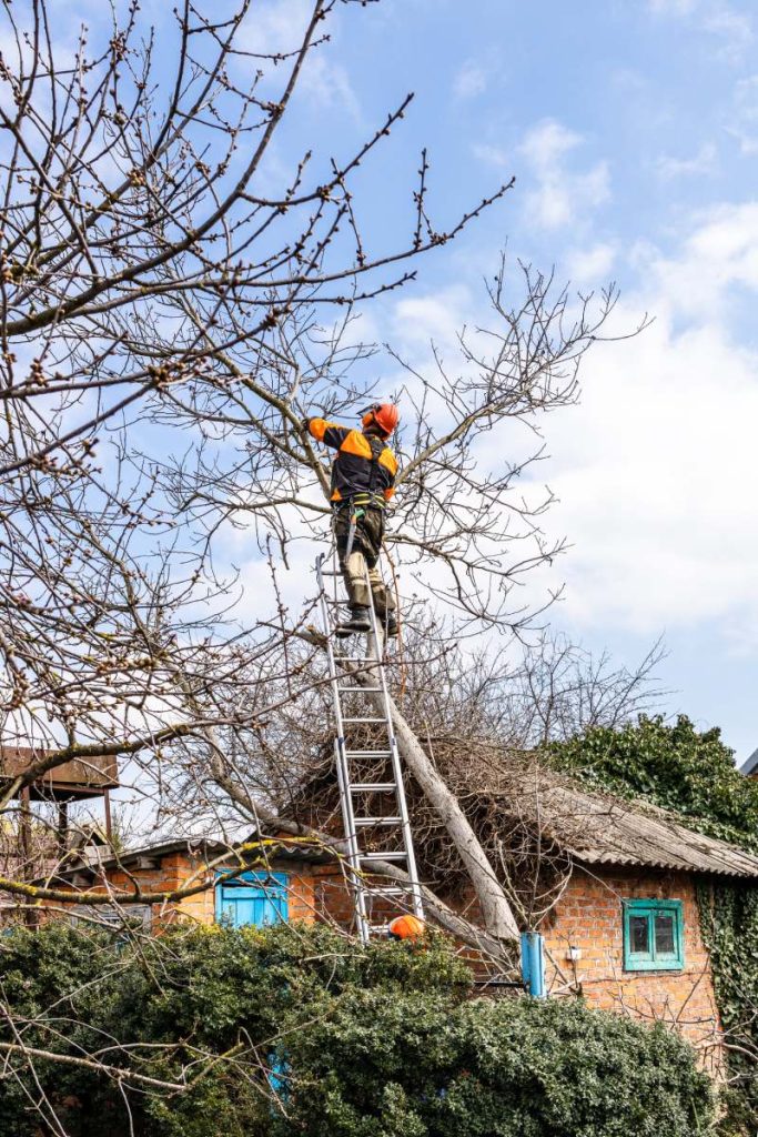 arborists cutting old walnut tree in country yard on sunny spring day