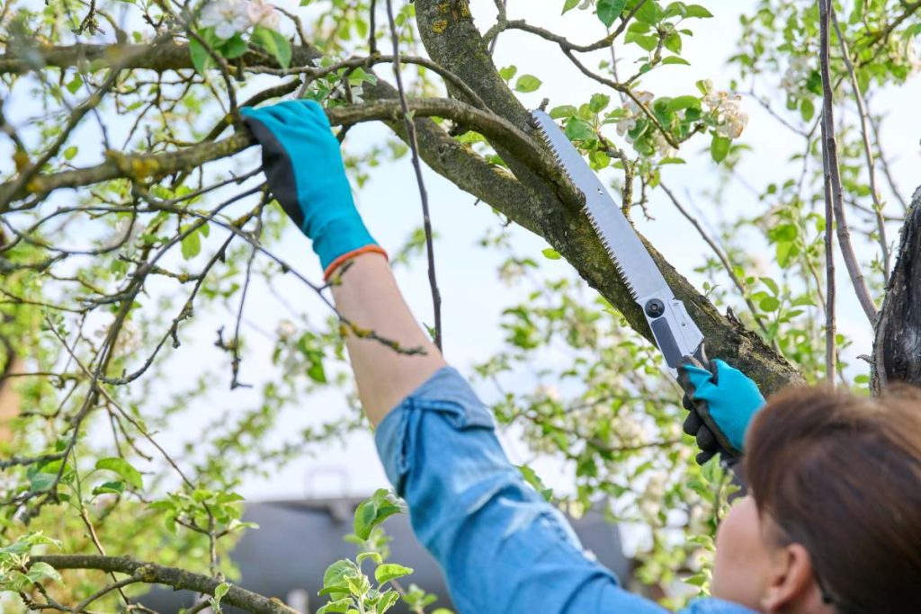 Woman gardener in gloves with garden saw cutting down a dry branch on an apple tree. Garden work, orchard care, gardening concept